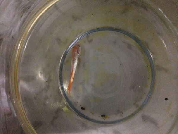 盤山縣綜合農貿市場劉群鵬觀賞魚水族館（盤山縣劉野）