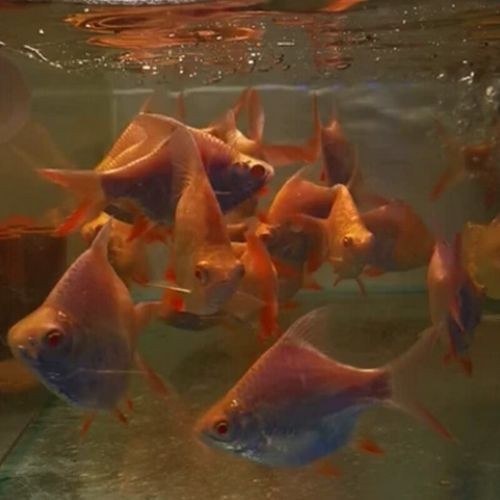 飛鳳吸龍魚有害嗎圖片
