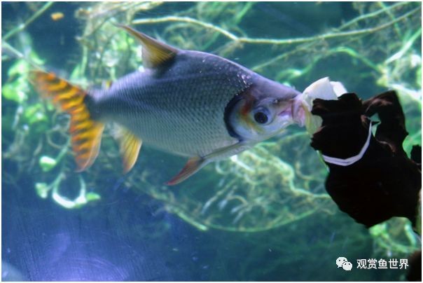 飛鳳吸龍魚有害嗎圖片