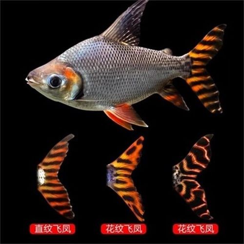 飛鳳吸龍魚有害嗎圖片