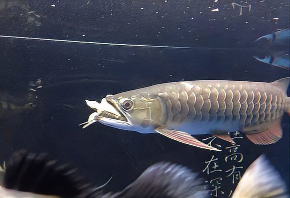 混養多久后龍魚和烏龜會適應？