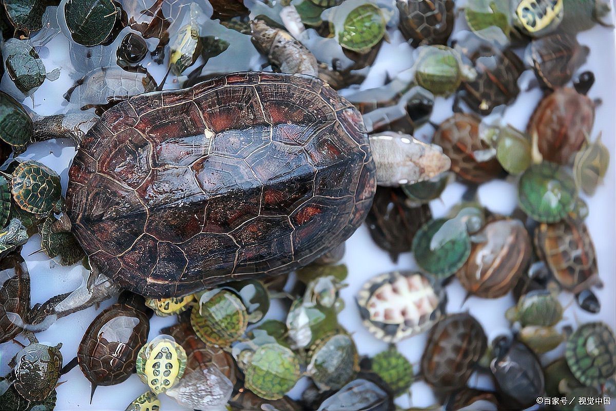 混養多久后龍魚和烏龜會適應？