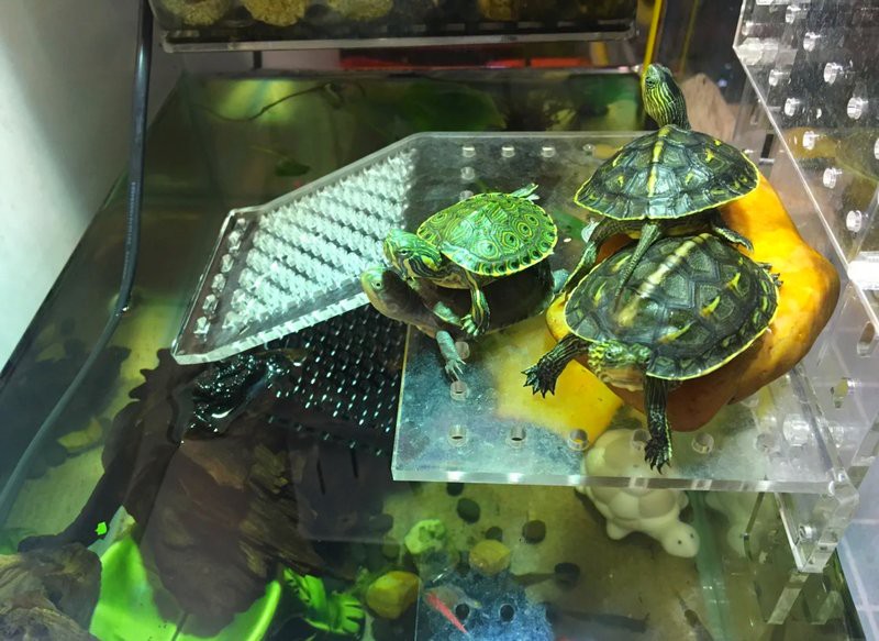 混養多久后龍魚和烏龜會適應？