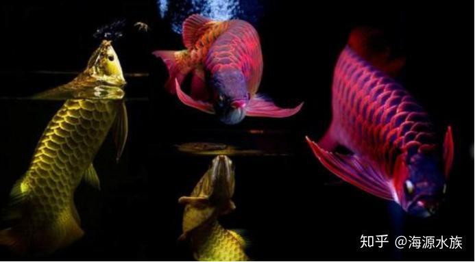 象鼻魚和龍魚混養(yǎng)好嗎圖片欣賞 象鼻魚和龍魚混養(yǎng)好嗎圖片欣賞 龍魚百科 第22張