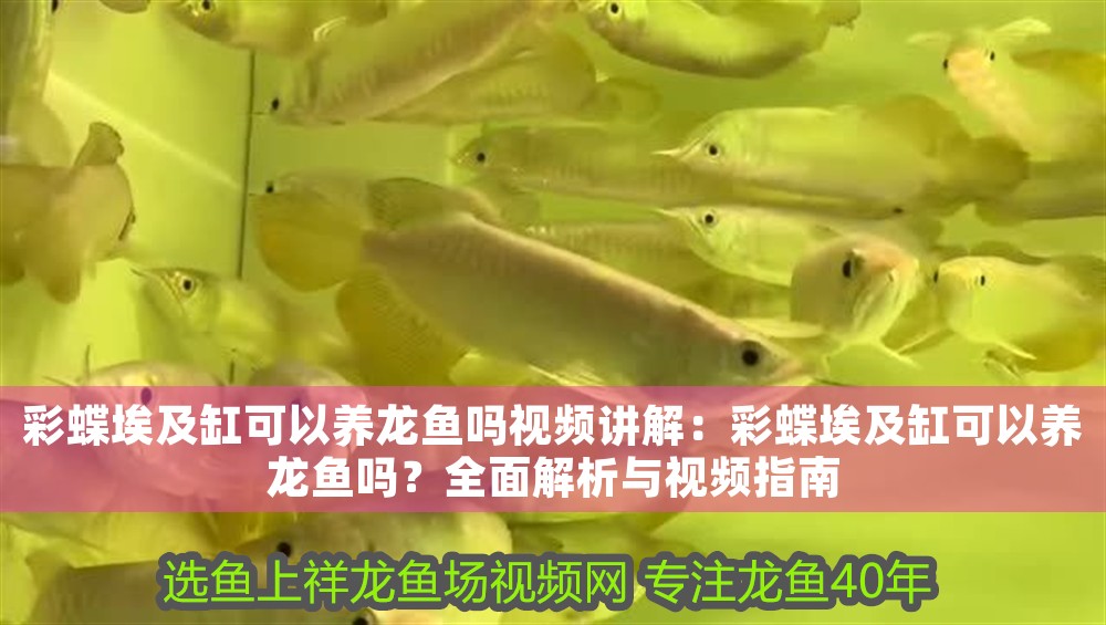 彩蝶埃及缸可以養(yǎng)龍魚嗎視頻講解：彩蝶埃及缸可以養(yǎng)龍魚嗎？全面解析與視頻指南