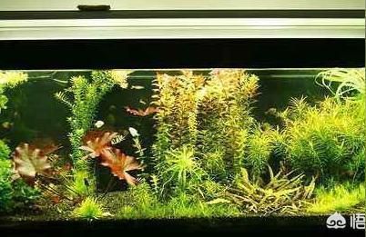 彩蝶埃及缸可以養(yǎng)龍魚嗎視頻講解：彩蝶埃及缸可以養(yǎng)龍魚嗎？全面解析與視頻指南