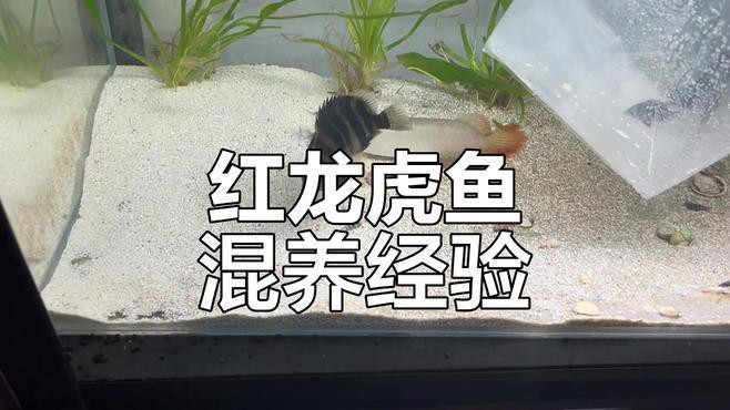 小虎魚可以和龍魚一起混養嗎圖片欣賞