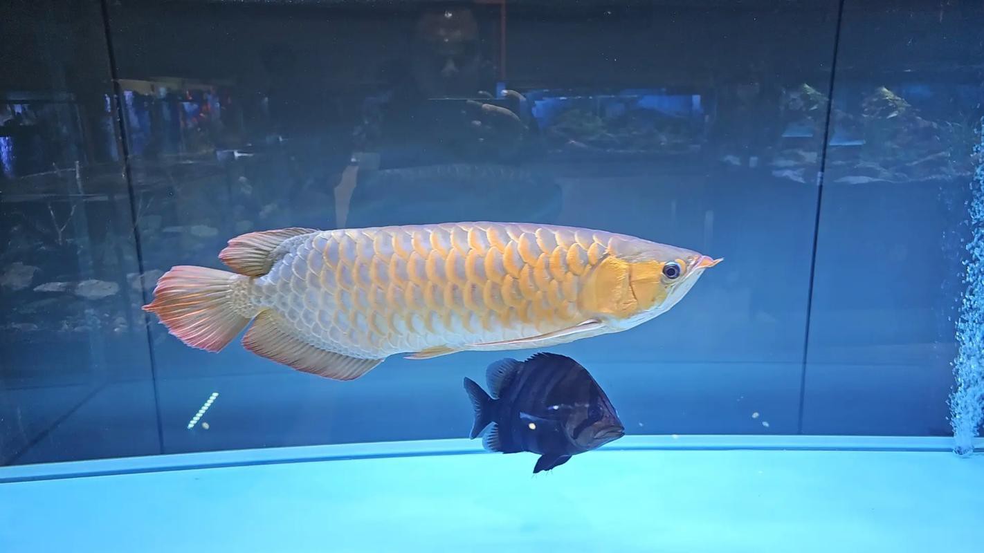 小虎魚可以和龍魚一起混養嗎圖片欣賞