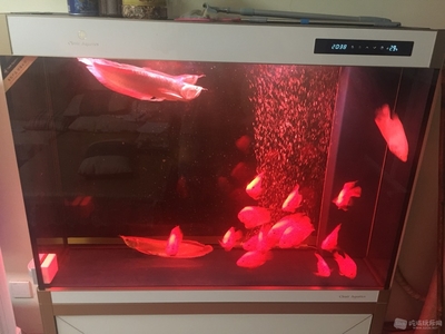 東勝區愛上魚水族館（愛上魚電話多少）
