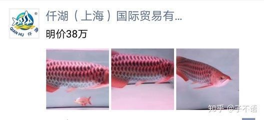 龍魚漂浮不動什么原因引起的：龍魚漂浮不動可能由于多種因素引起
