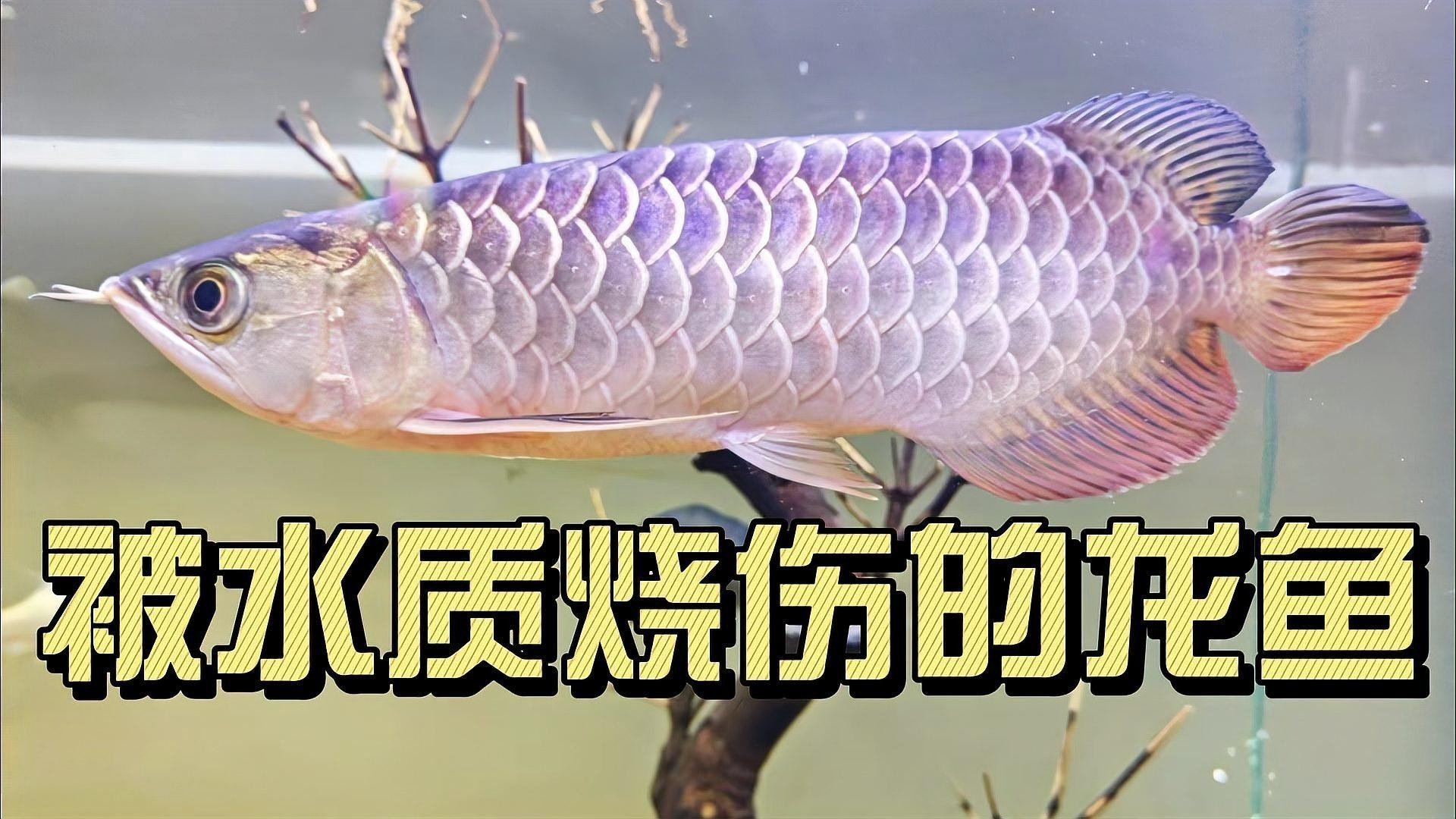 金龍魚的養(yǎng)殖方法