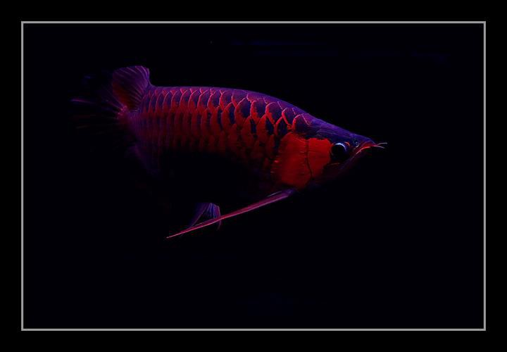 金龍銀龍魚價格及圖片大全