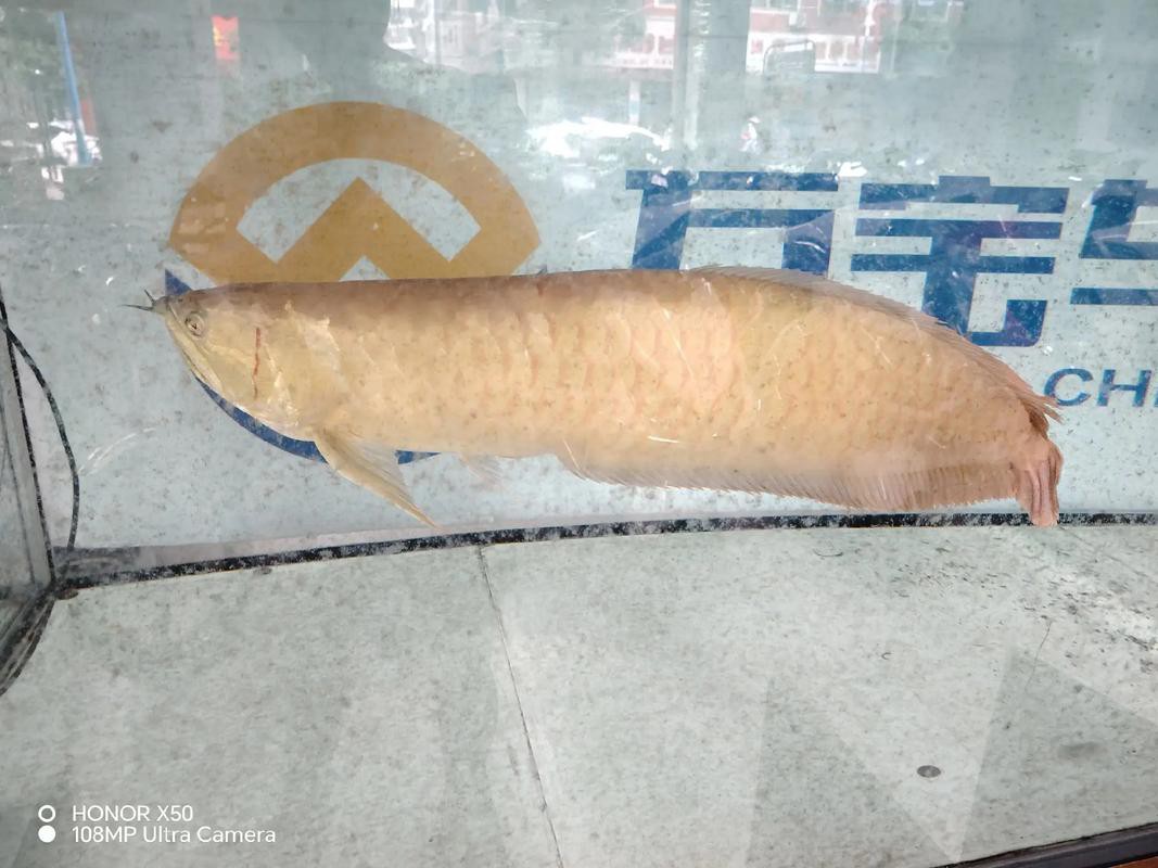 金龍銀龍魚價格及圖片大全