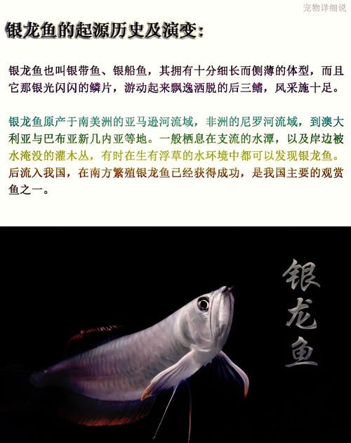金龍銀龍魚價格及圖片大全