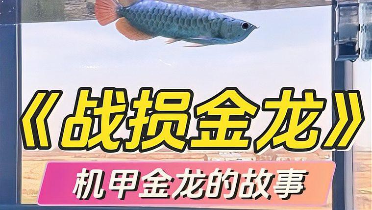 金龍銀龍魚價格及圖片大全