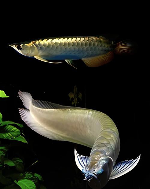 金龍銀龍魚價格及圖片大全
