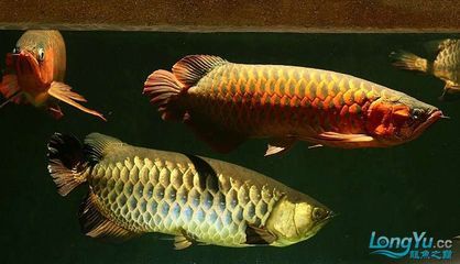 紅龍和金龍魚可以放一起混養嗎：紅龍和金龍魚可以放在一起混養嗎，需要考慮多個因素