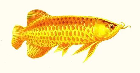 微信名金龍魚啥意思（微信名“金龍魚”具體含義是什么？）