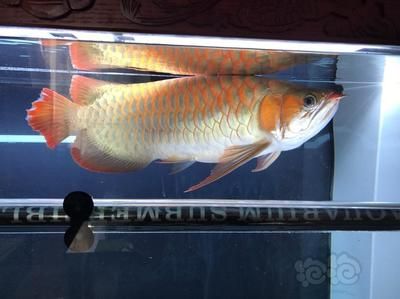 龍魚價格最貴的魚（血紅龍魚、金龍魚、白金龍魚的價格影響因素分析）