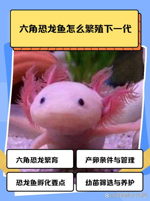 六角龍魚圖片大全高清