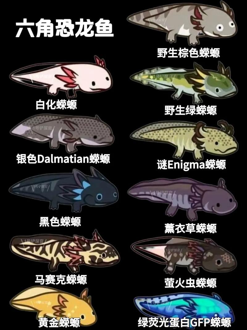 六角龍魚圖片大全高清