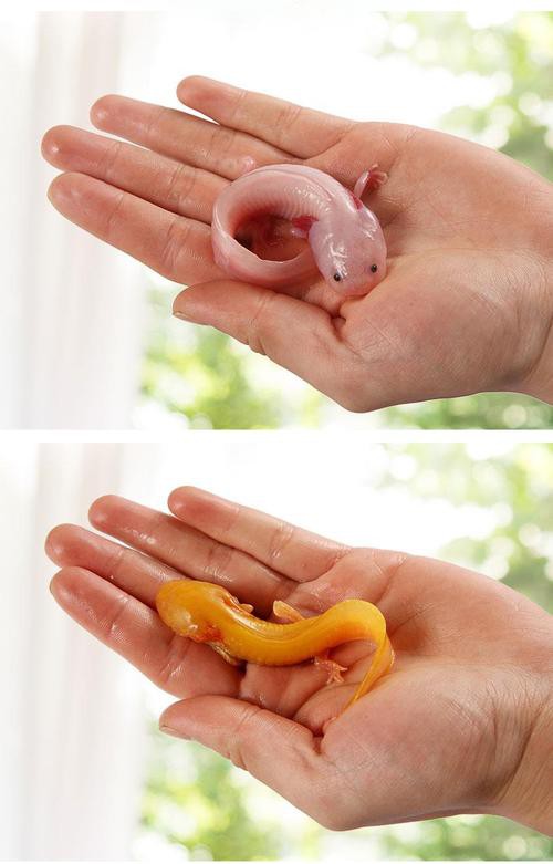 六角龍魚圖片大全高清