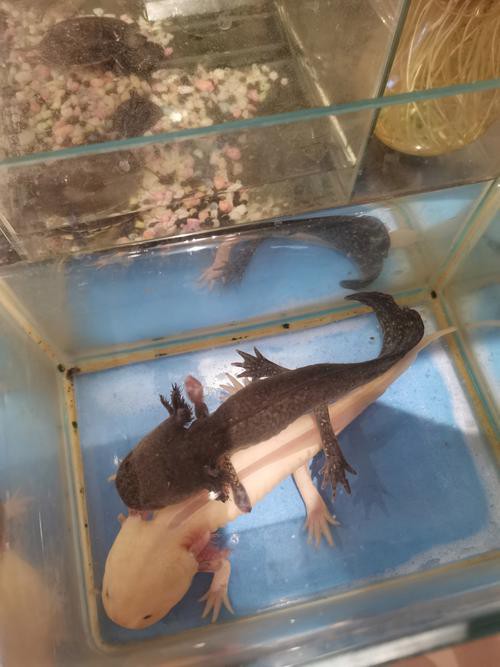 六角龍魚圖片大全高清