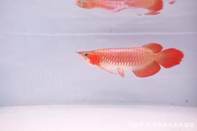龍魚吃啥發色好看一點，關于龍魚發色的一些建議