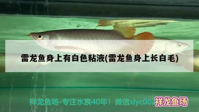 雷龍魚白毛怎么治，雷龍魚白毛預防措施