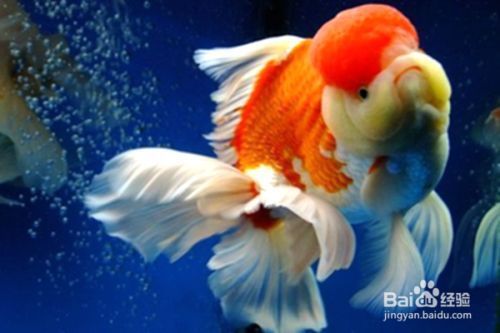 雷龍魚白毛怎么治，雷龍魚白毛預防措施