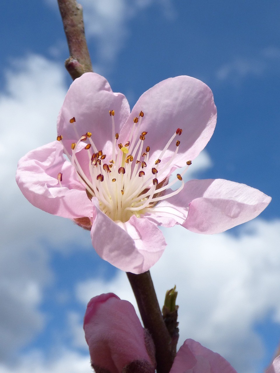 上饒市廣豐區梔子花開花藝生活館
