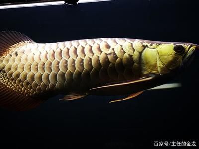 李亞四金龍魚怎么樣：新加坡金龍魚繁殖場（李亞四漁場）生產的李亞四漁場