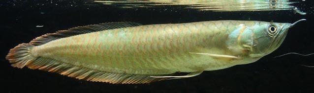 龍魚的狀態(tài)怎樣分別，如何判斷龍魚狀態(tài)