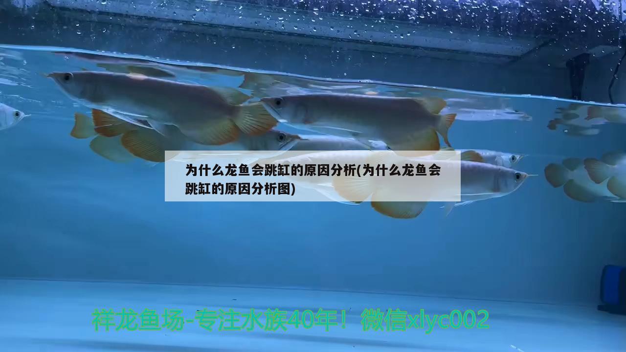 濠麗水族門市多樣化的水族產品專業的服務團隊（濠麗水族門市多樣化水族產品專業的服務團隊關注水族愛好者需求）
