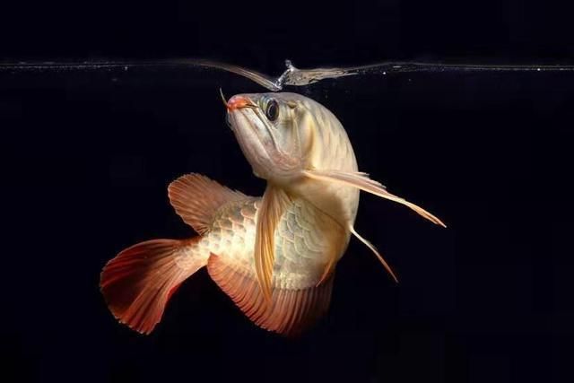龍魚疾病大全視頻：龍魚疾病大全視頻提供了全面的龍魚健康問題和解決方案