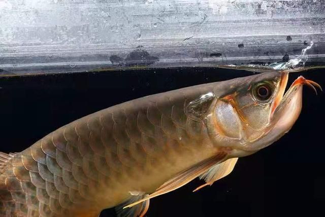 龍魚疾病大全視頻：龍魚疾病大全視頻提供了全面的龍魚健康問題和解決方案