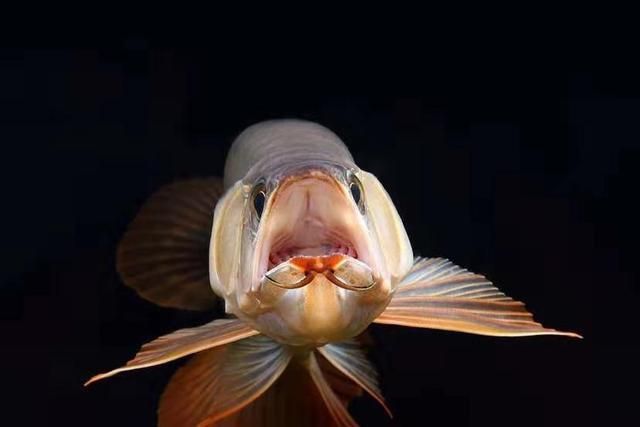 龍魚疾病大全視頻：龍魚疾病大全視頻提供了全面的龍魚健康問題和解決方案