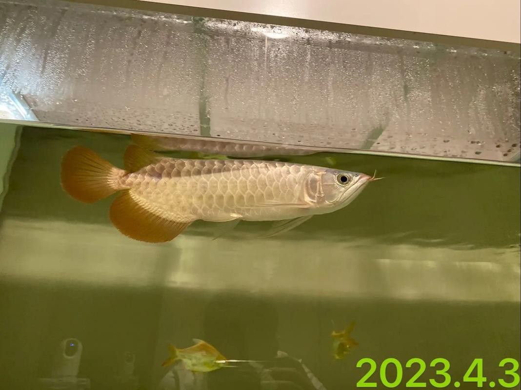 20元一條的紅龍魚魚苗