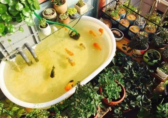 金龍魚趴缸底要換水嗎：當金龍魚出現趴缸現象時，是否需要換水并不絕對，需要根據具體原因來決定