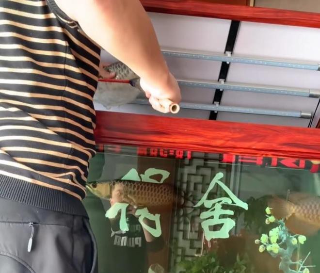 河北小伙吃金龍魚是真的嗎嗎