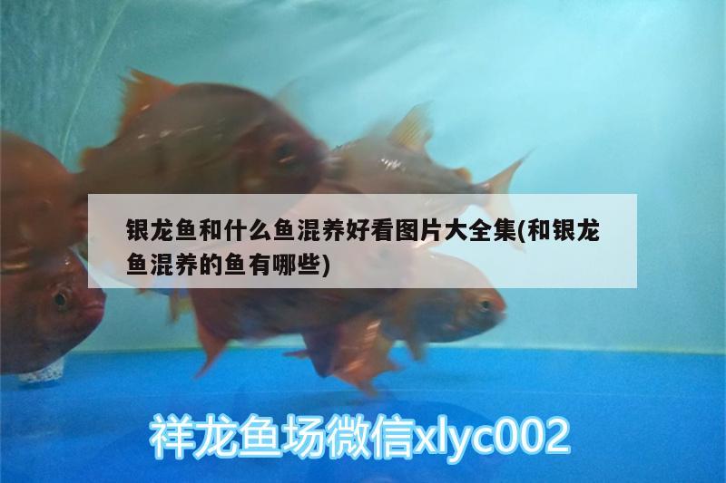 阜新蒙古族自治縣城區春華菜園餐廳（阜新市春餅店位置）