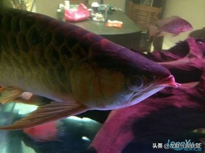 龍魚身上白色絮狀物是什么病：龍魚身上出現白色絮狀物怎么辦