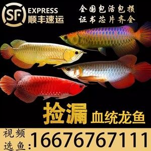 龍魚(yú)芯片查詢(xún)網(wǎng)址（如何查詢(xún)龍魚(yú)芯片）