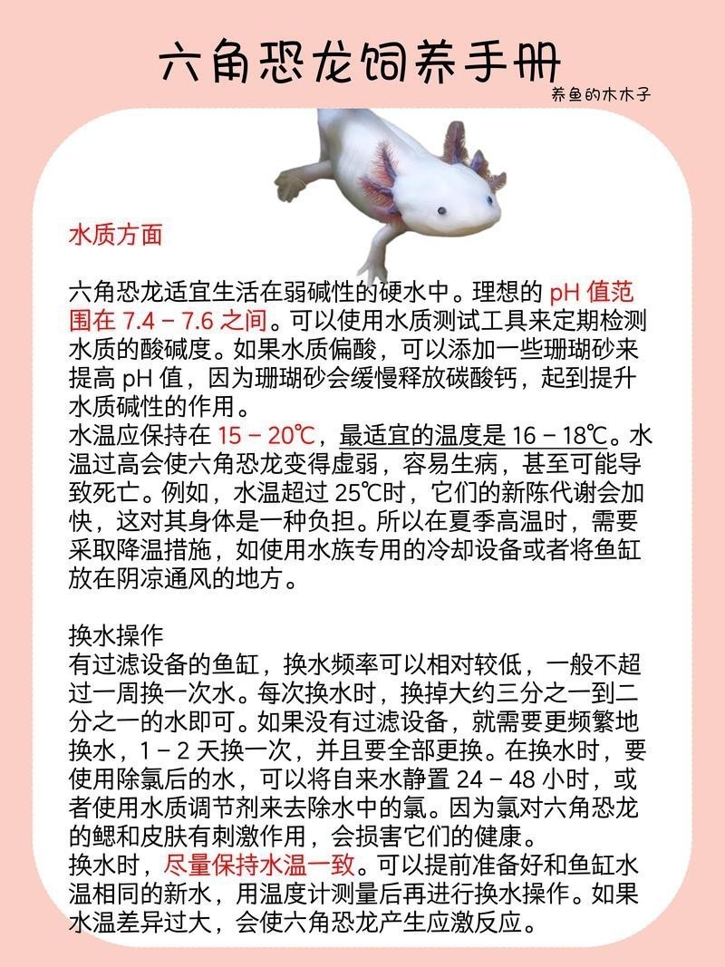 小恐龍魚圖片欣賞