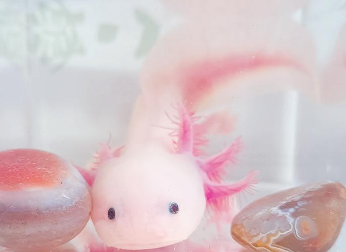 小恐龍魚圖片欣賞
