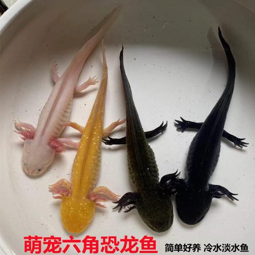 小恐龍魚圖片欣賞
