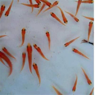 龍魚喂食草魚苗的可能性：龍魚喂食草魚苗的可能性：龍魚喂草魚苗可以嗎，