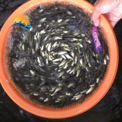 龍魚喂食草魚苗的可能性：龍魚喂食草魚苗的可能性：龍魚喂草魚苗可以嗎，