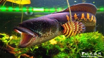 黃金眼鏡蛇雷龍魚苗一天喂多少（黃金眼鏡蛇雷龍魚苗喂養(yǎng)方法）