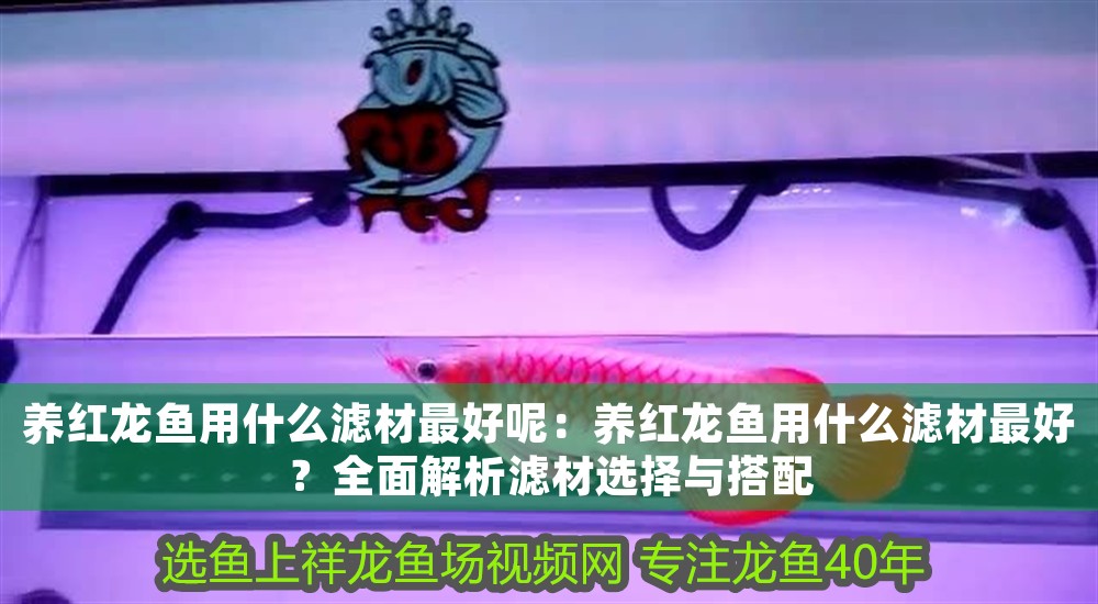 養紅龍魚用什么濾材最好呢：養紅龍魚用什么濾材最好？全面解析濾材選擇與搭配